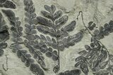 Carboniferous Fossil Fern (Odontopteris) Plate - France #377534-2